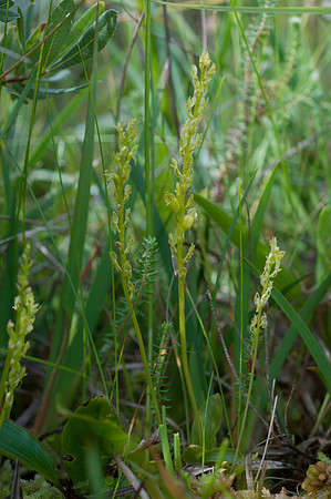 Hammarbya paludosa, Bog Orchid