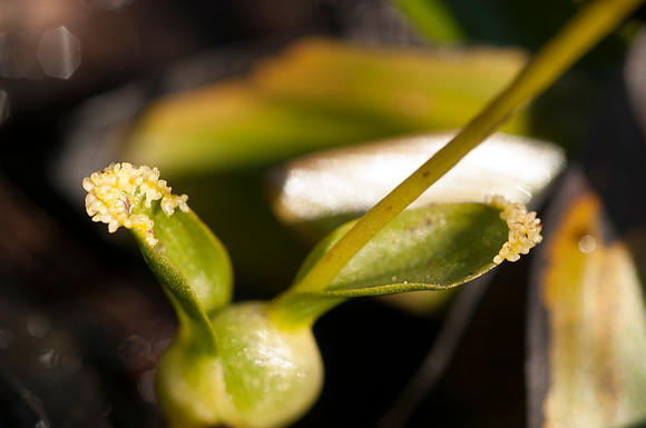 Hammarbya paludosa, Bog Orchid