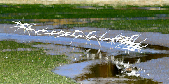 Egret and gulls