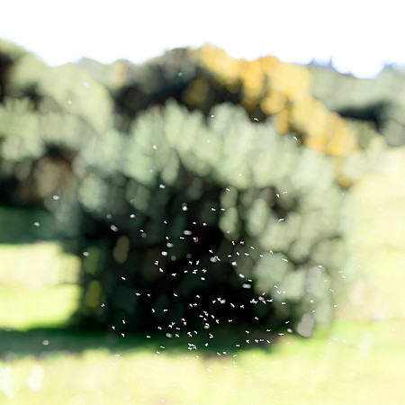 Midges 3