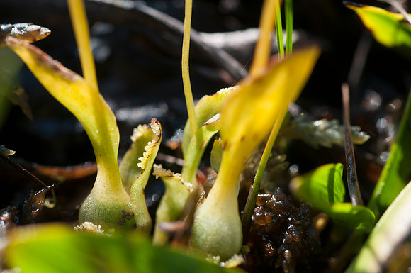 Hammarbya paludosa, Bog Orchid