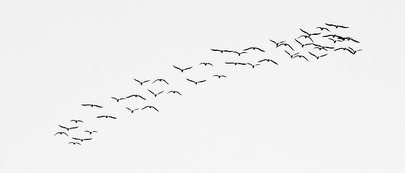 Gulls