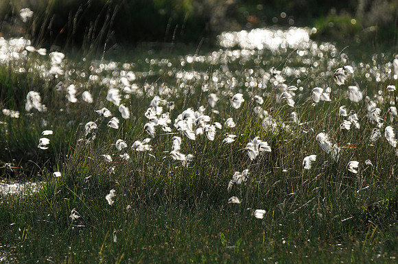 Cotton Grass Eriophorum sp.