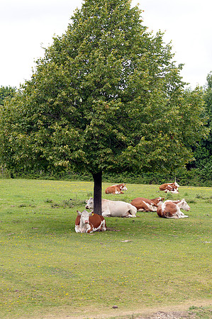 A group of cows ruminating under a specimen lime tree