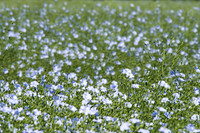 Linum usitatissimum, Flax or Linseed