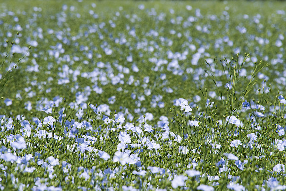 Linum usitatissimum, Flax or Linseed