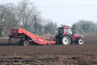 De-stoning a field prior to planting potatoes