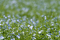 Linum usitatissimum, Flax or Linseed
