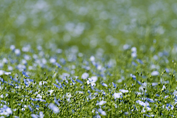 Linum usitatissimum, Flax or Linseed