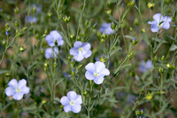 Linum usitatissimum, Flax or Linseed