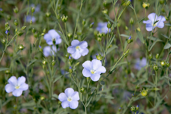 Linum usitatissimum, Flax or Linseed