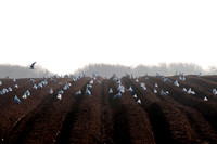 De-stoning a field prior to planting potatoes