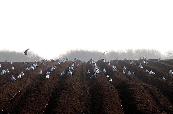 De-stoning a field prior to planting potatoes