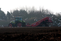 De-stoning a field prior to planting potatoes