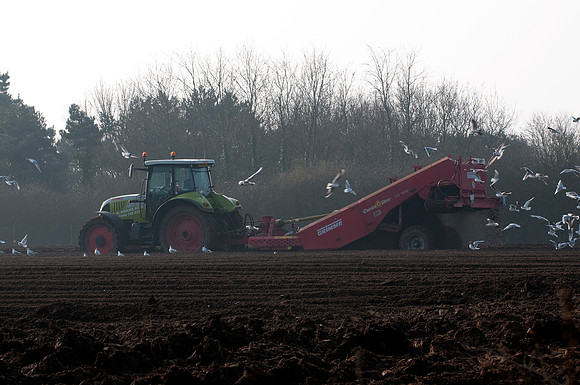 De-stoning a field prior to planting potatoes