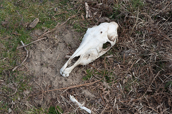 Pony Skull