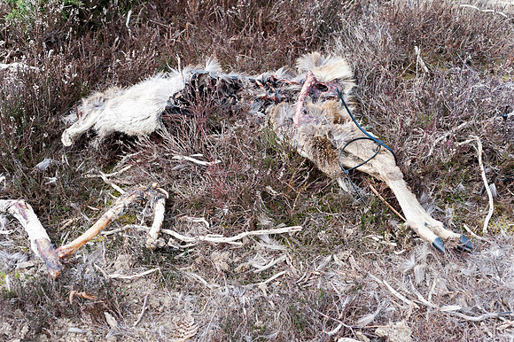 Poached deer carcass