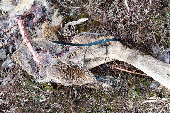 Close up of cable ties through deers legs