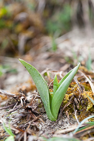 Ophrys insectifera, Fly Orchid. 4th April