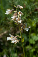 Orchids top level