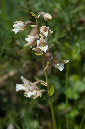 Epipactis palustris, Marsh Helleborine