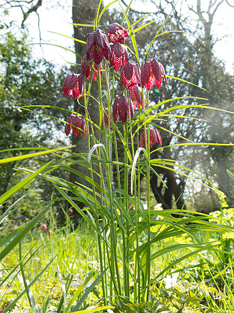 Fritillaria meleagris, Snake's Head Fritillary
