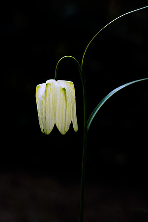 Fritillaria meleagris, Snake's Head Fritillary