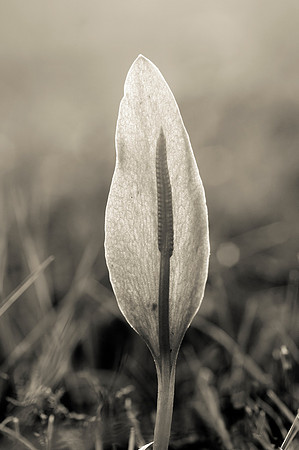 Ophioglossum vulgatum. Adder's Tongue Fern