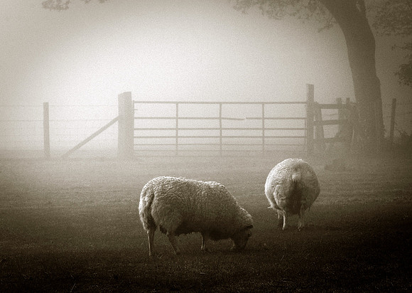 Ovis aries, Sheep.