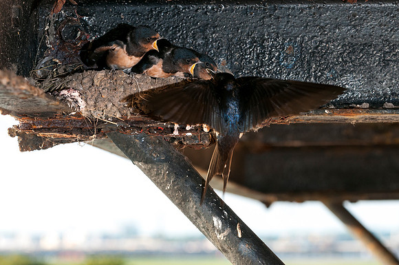 Hirundo rustica, Barn Swallow, parent feeding chicks