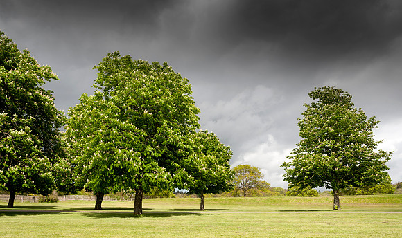 Aesculus hippocastanum, Horse Chestnut.