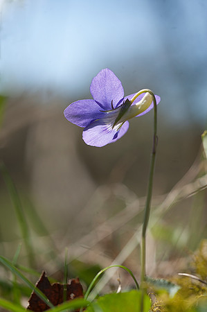 Viola riviniana, Common Dog Violet