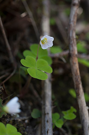 oxalis acetosella, Wood Sorrel