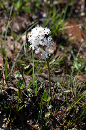 Menyanthes trifoliata, Bogbean