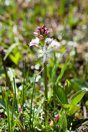 Menyanthes trifoliata, Bogbean