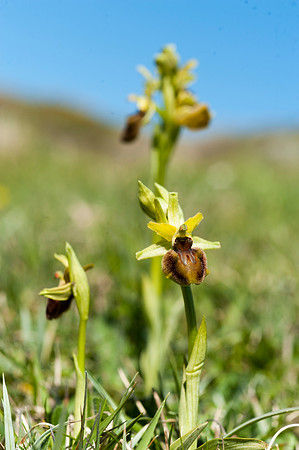 Ophrys sphegodes, Early Spider Orchid, Swanage, April 2015