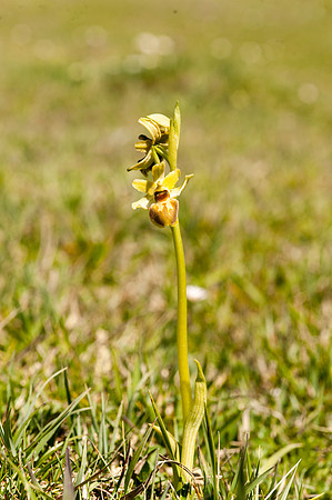 Ophrys sphegodes, Early Spider Orchid, Swanage, April 2015