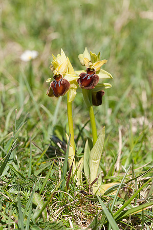 Ophrys sphegodes, Early Spider Orchid, Swanage, April 2015