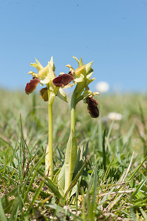 Ophrys sphegodes, Early Spider Orchid, Swanage, April 2015