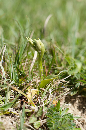 Ophrys sphegodes, Early Spider Orchid, Swanage, April 2015