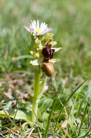 Ophrys sphegodes, Early Spider Orchid, Swanage, April 2015