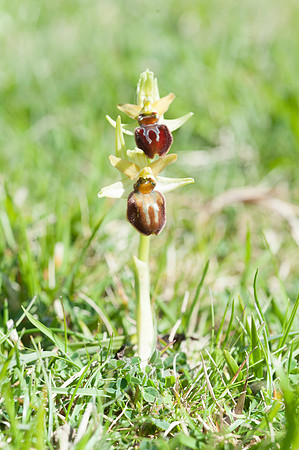 Ophrys sphegodes, Early Spider Orchid, Swanage, April 2015