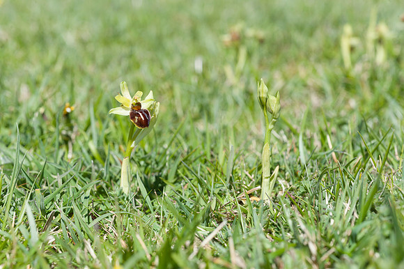 Ophrys sphegodes, Early Spider Orchid, Swanage, April 2015
