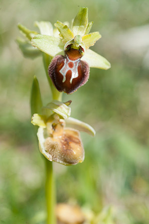 Ophrys sphegodes, Early Spider Orchid, Swanage, April 2015