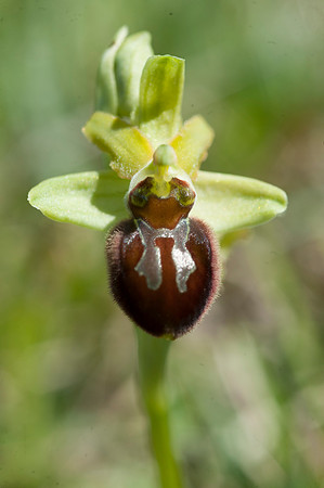 Ophrys sphegodes, Early Spider Orchid, Swanage, April 2015