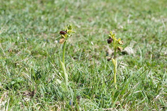 Ophrys sphegodes, Early Spider Orchid, Swanage, April 2015