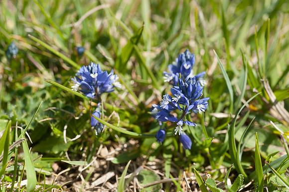 Polygala calcarea, Chalk Milkwort. April 2015