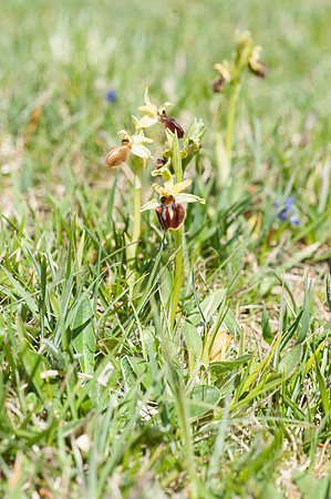 Ophrys sphegodes, Early Spider Orchid, Swanage, April 2015