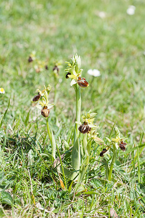 Ophrys sphegodes, Early Spider Orchid, Swanage, April 2015