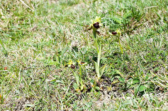 Ophrys sphegodes, Early Spider Orchid, Swanage, April 2015